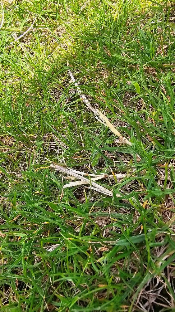 Herbes tenaces dans mon gazon : Comment s'en débarraser